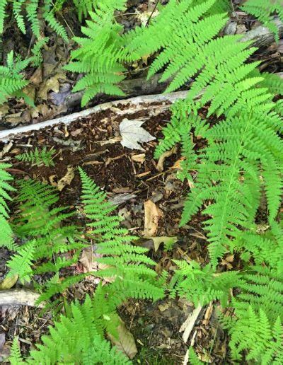 Forest Floor Plants | Trailside Museums and Zoo