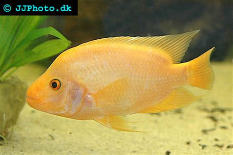 Midas Cichlid - Amphilophus citrinellus