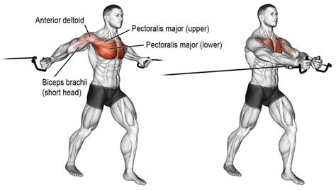 Chest day : The complete pectoralis workout guide (With images) | Chest workouts, Best chest ...