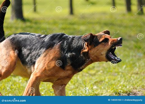 Angry dog with bared teeth stock image. Image of intimidating - 14035103