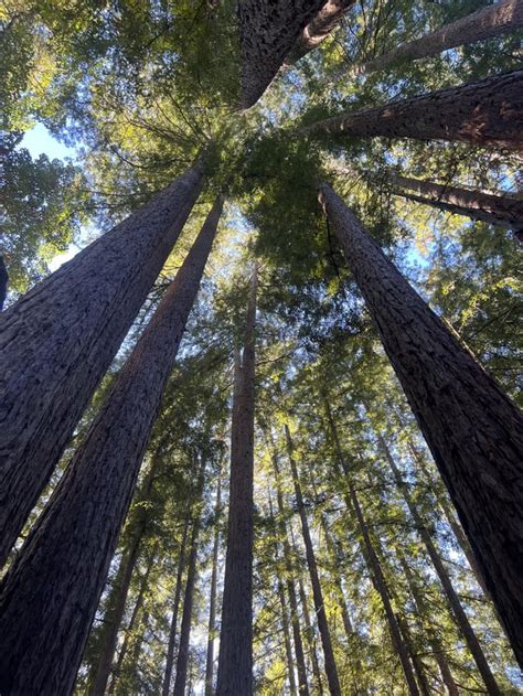 Redwood Forest, California : r/Forest