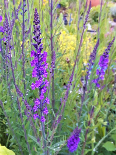 Purple Toadflax (Linaria Purpurea) - Identification and Other Facts