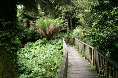 Bridge Through Jungle Lost Gardens Heligan Editorial Stock Photo - Stock Image | Shutterstock