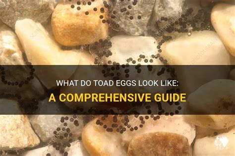 What Do Toad Eggs Look Like: A Comprehensive Guide | PetShun