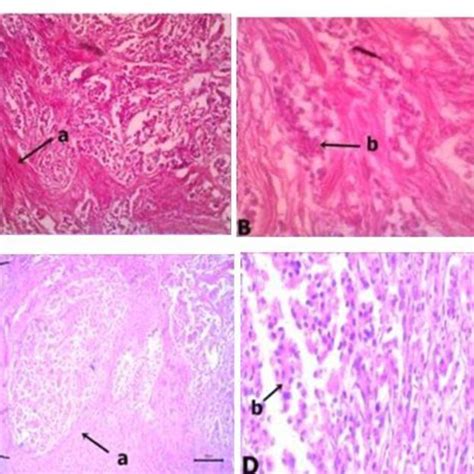 The anatomical pathology of layer chicken visceral organs infected by... | Download Scientific ...