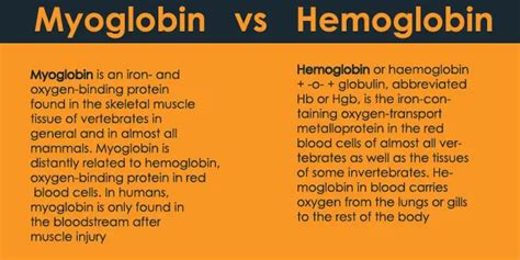 hemoglobin and myoglobin structure - 24 Hours Of Biology