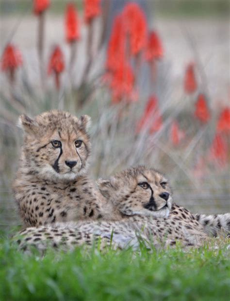 Spot on | Two African cheetah cubs share a rare moment of re… | Flickr