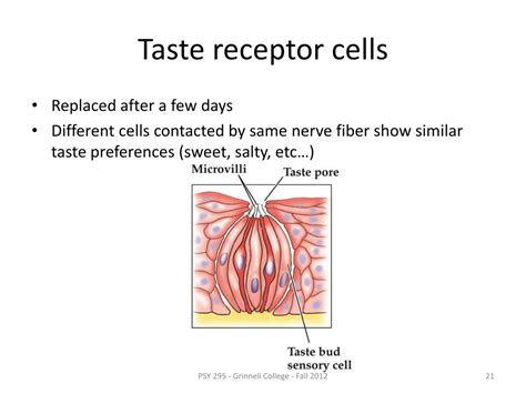 PPT - Taste PowerPoint Presentation, free download - ID:1947080