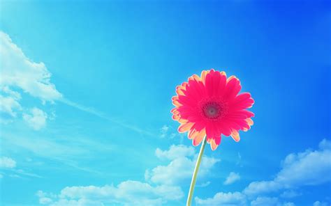 Pink Gerbera Flower In Sky - [2560 x 1600]