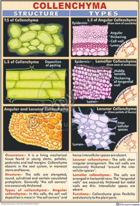 Victory Graphik | B-22 Collenchyma (Simple Tissue)