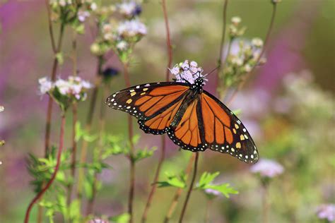 Autumn Butterfly 32 Photograph by Pamela Critchlow - Fine Art America