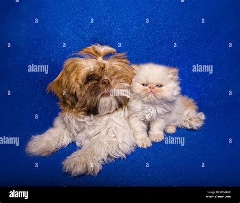 Cute Shih Tzu puppy and Himalayan kitten on blue background Stock Photo - Alamy