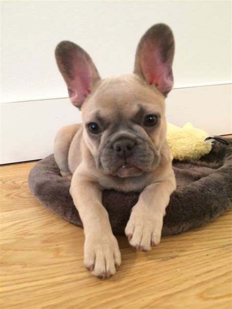 Blue fawn frenchie | Fawn french bulldog, French bulldog puppies ...