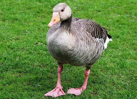 23 Types of Geese Breeds: An Overview (with Pictures) - Optics Mag