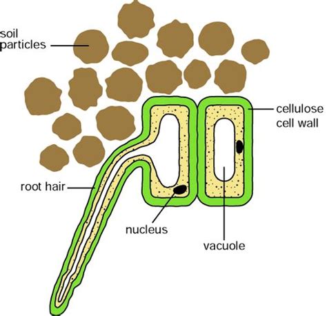 My Biology Journal: Class Discussion - Cells