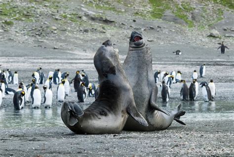 Premium Photo | Elephant seal fight