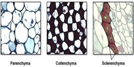 Ground Tissue System in Plants - QS Study