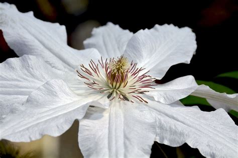 White Clematis | White clematis, Clematis, Climbing plants