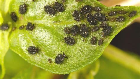 Black Aphids ― Identification, Control and Prevention