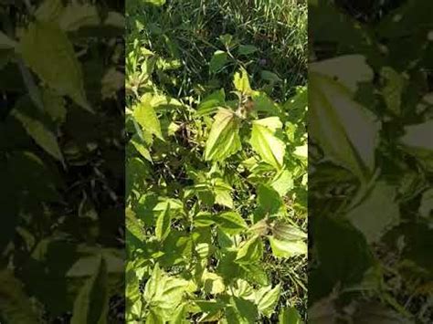 Hagonoy Herbal Plant #Shorts - YouTube