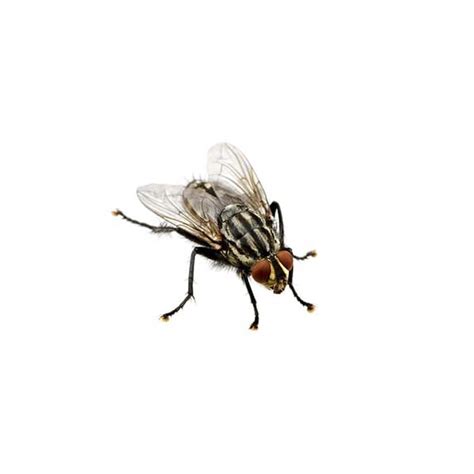 Flesh Fly | Active Pest Control - Pest Control and Exterminator Services