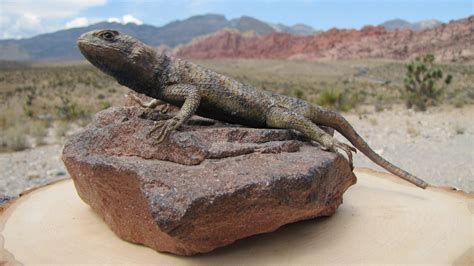 Wildlife Wednesday: Yellow-backed Spiny Lizard | Red Rock Canyon Las Vegas