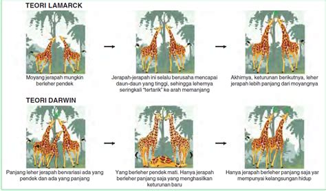 Bagaimana Teori Evolusi Menurut Lamarck - Cara Membuat Cuy