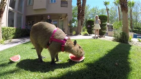 Capybara eating watermelon - YouTube