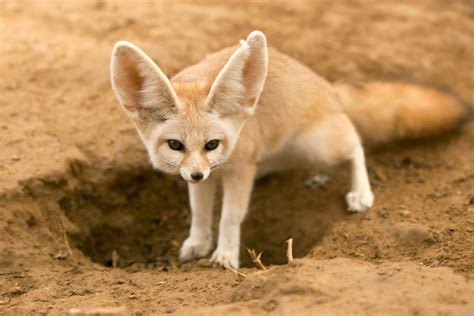 Desert Fennec Fox Cute