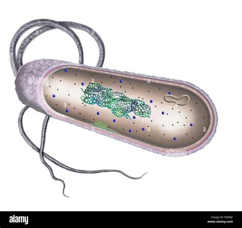 Bacterial cell. Cut-away illustration of the inner structure of a typical bacterial cell ...