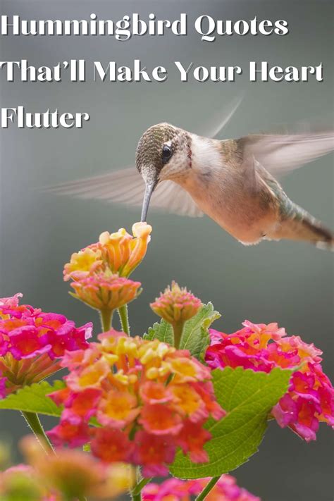 Long Hummingbird Quotes That'll Make Your Heart Flutter - Darling Quote