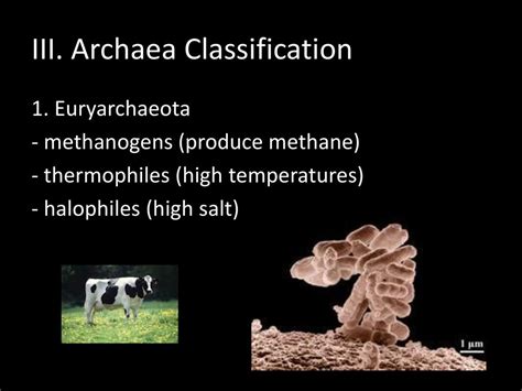 Microbiology BACTERIA DAY ppt download