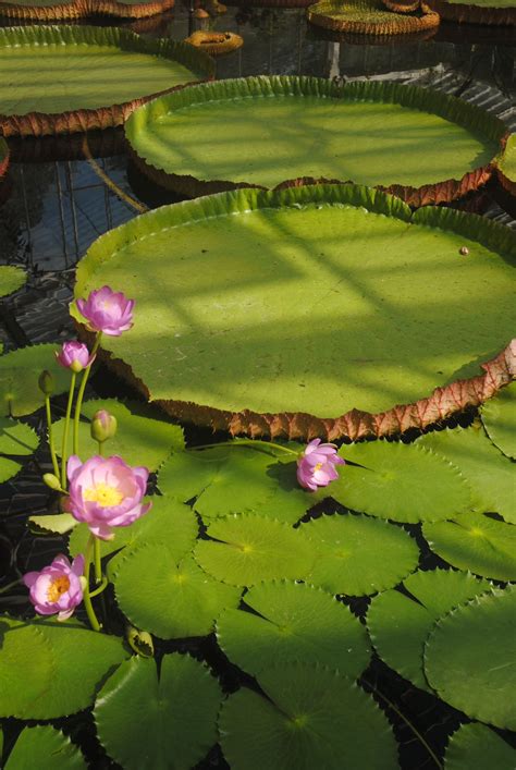 Giant lily pads, Kew Gardens, London | Kew gardens, Lily pads, Wonders ...