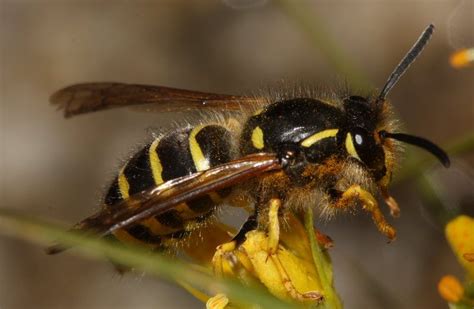 Vespidae: Vespinae - 387128 - Biodiversidad Virtual / Invertebrados