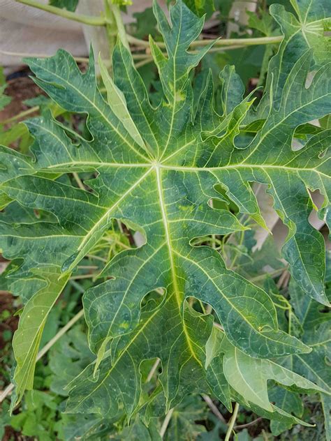 Saillog | Papaya Ringspot Virus