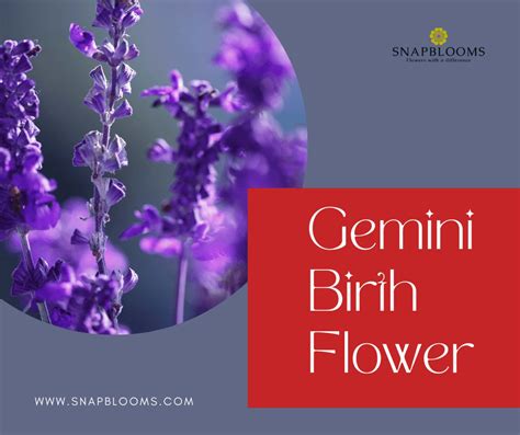 Gemini Flower: Birth Flower for Gemini Zodiac Sign - SnapBlooms Blogs