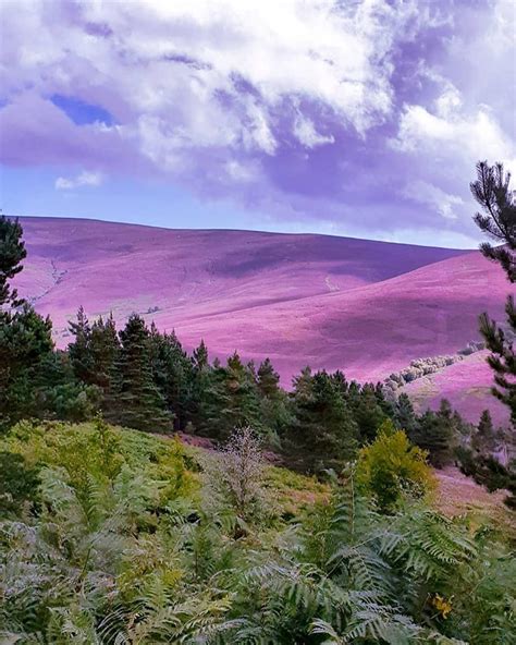 Scottish heather | Cairngorms, Nature, Scottish heather