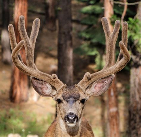 Buck in velvet Photograph by Tom Wildlife Photography - Fine Art America