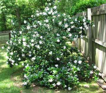 How To Care For Gardenia Bushes and Trees