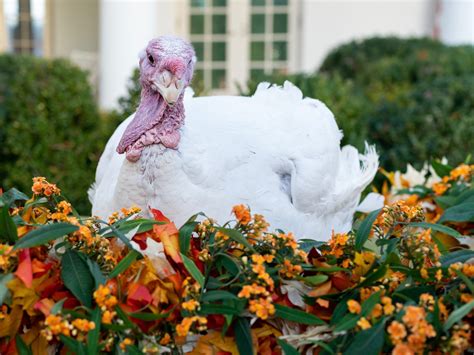 A Thanksgiving Day memory – Those ‘derned’ Pilgrims