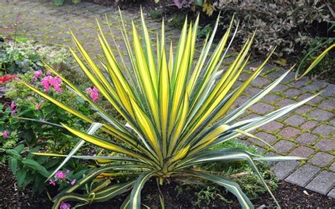 Color Guard Yucca is one of the most beautiful variegated yuccas on the ...