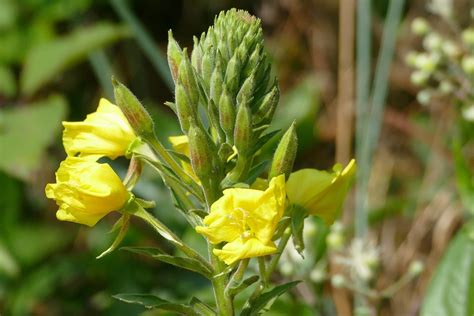 Evening Primrose, a Nutritious and Medicinal Garden Favorite - Eat The ...