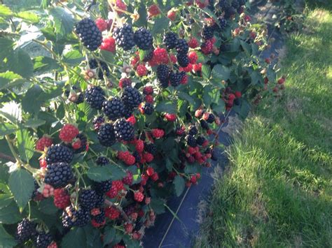 U Pick | The Berry Farm | United States