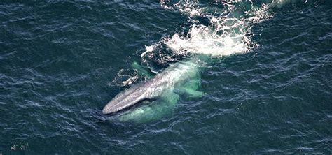 40 Fascinating Blue Whale Facts (From Size & Diet to Conservation)