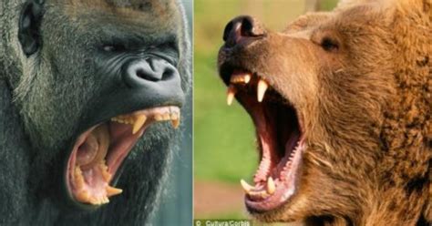 gorilla vs bear - fight with same weight? - GirlsAskGuys