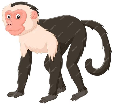 Premium Vector | Cute capuchin monkey cartoon isolated on white background vector illustration