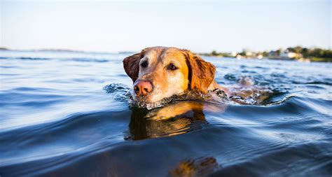 Can Dogs Die From Swimming