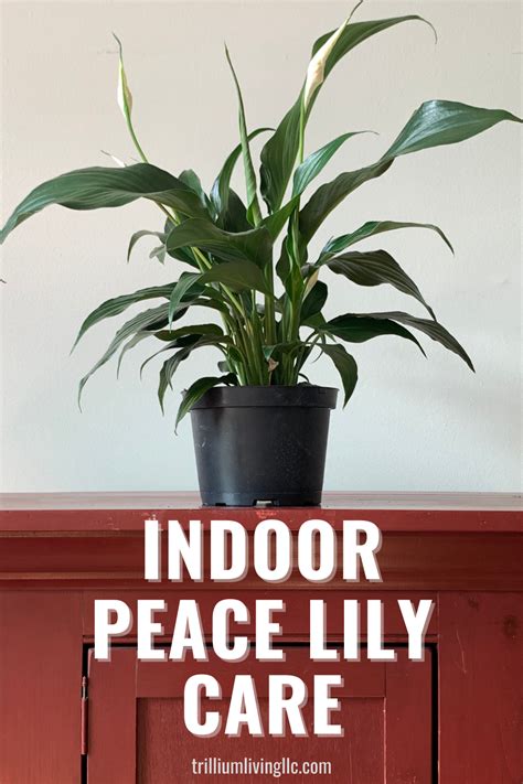 Peace Lily Care Tips for Growing Indoors - Trillium Living | Peace lily care, Peace lily, Easy ...