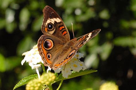 Buckeye Butterfly Pictures