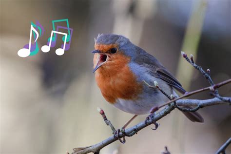 Why Do Birds (Actually) Sing? – Flypaper